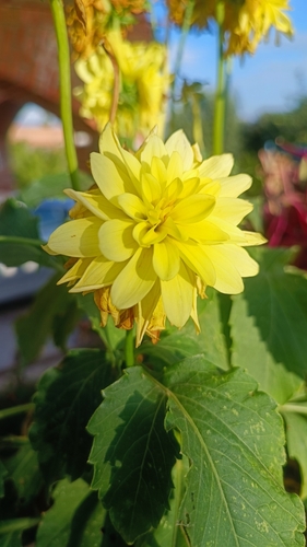Garden Dahlia