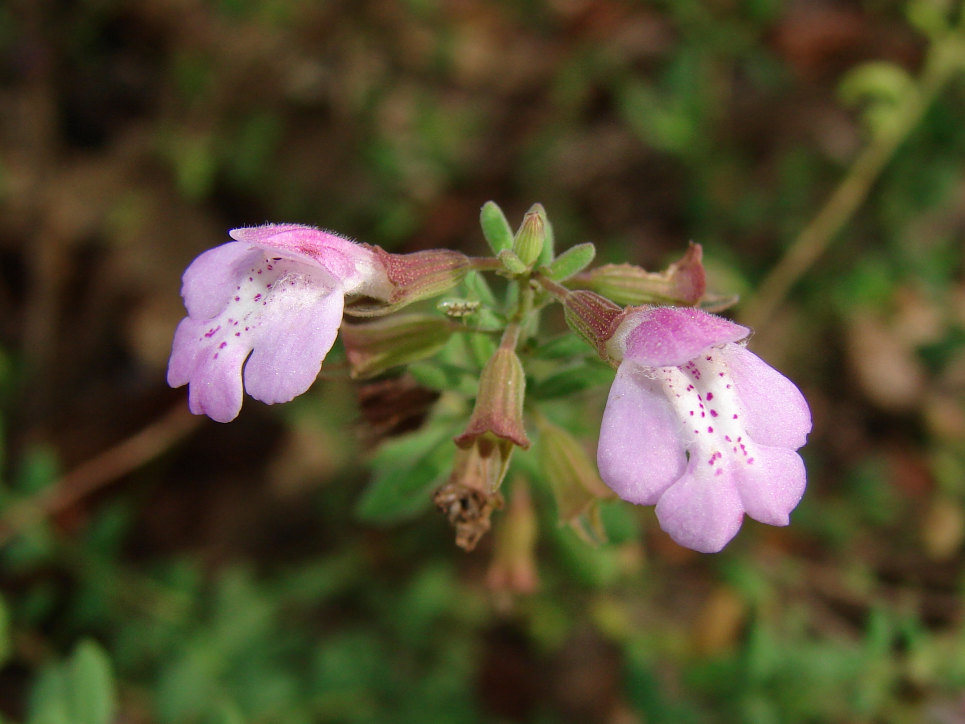 Clinopodium dentatum