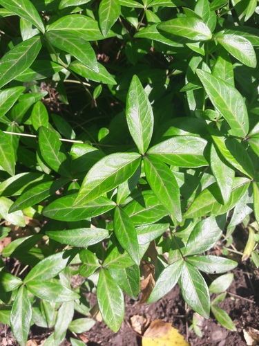 Mažoji žiemė nuotrauka