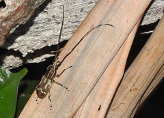 Xenocerus