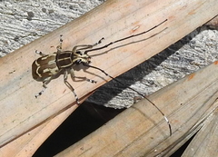 Xenocerus