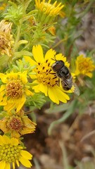 Copestylum marginatum