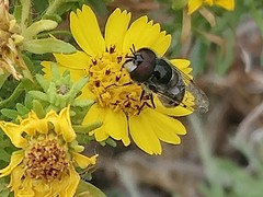 Copestylum marginatum