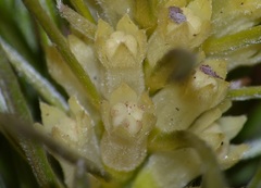 Phylica velutina