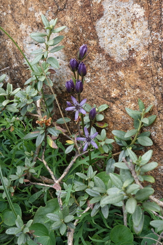 Rhododendron adamsii, photograph 5