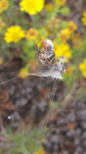 Metepeira spinipes
