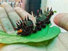 Troides magellanus