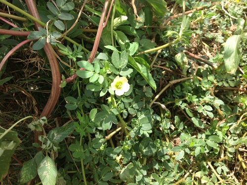 Image of Kallstroemia maxima by no rights reserved