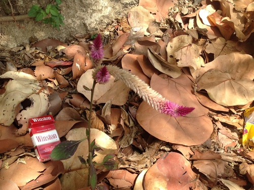 Lagrezia spicata (Celosia spicata)