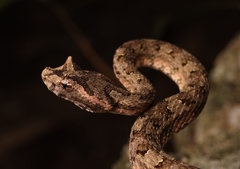 Horned Pit Viper photo 5