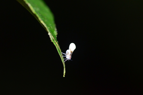 Bennarella bicoloripennis, 2024-07-27