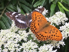 Argynnis sagana