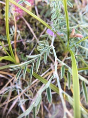 Astragalus arenarius