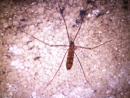 Metalimnobia quadrinotata