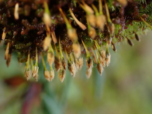 Image of Ulota obtusiuscula by no rights reserved