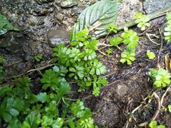 Ellisiophyllum pinnatum