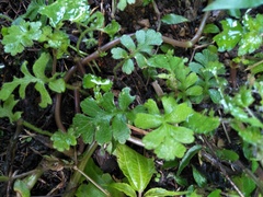 Ellisiophyllum pinnatum