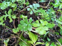 Ellisiophyllum pinnatum