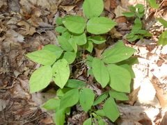 Hylodesmum