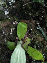 Pseudognaphalium adnatum
