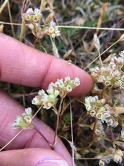 Scleranthus perennis
