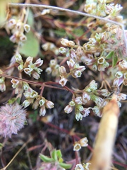 Scleranthus perennis
