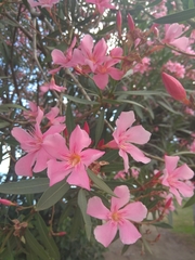 Nerium oleander