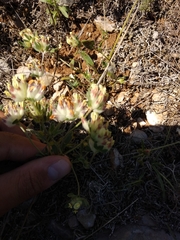 Anthyllis vulneraria pulchella