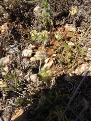 Anthyllis vulneraria pulchella