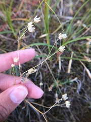 Spergula morisonii