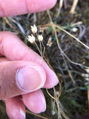 Spergula morisonii