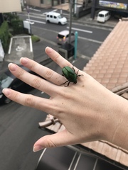 Pseudotorynorrhina japonica