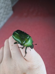 Pseudotorynorrhina japonica