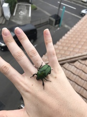 Pseudotorynorrhina japonica