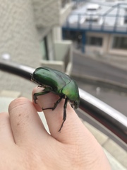 Pseudotorynorrhina japonica