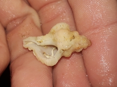 Chicoreus denudatus