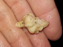Chicoreus denudatus