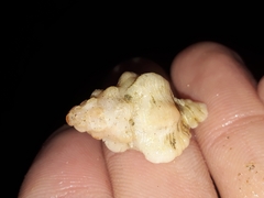Chicoreus denudatus