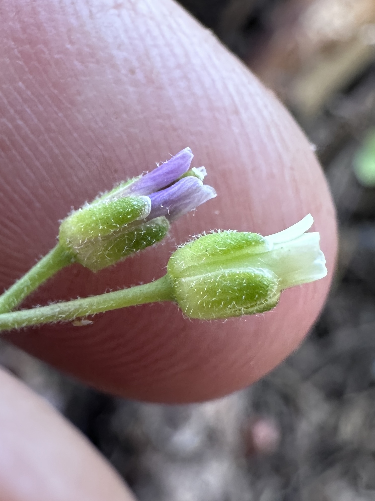 Boechera platysperma
