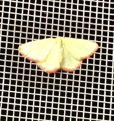 Eucrostes indigenata