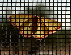 Eucrostes indigenata