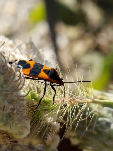Large Milkweed Bug photographed in Missouri