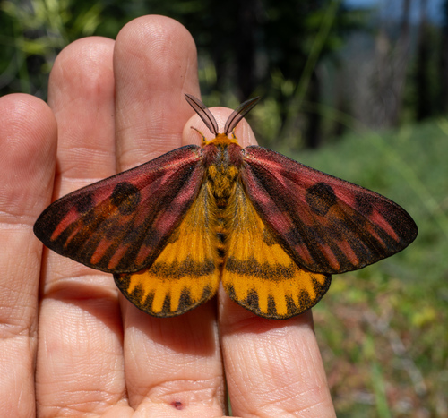 Western Sheep Moth