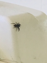 Salticinae