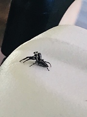 Salticinae