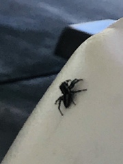 Salticinae