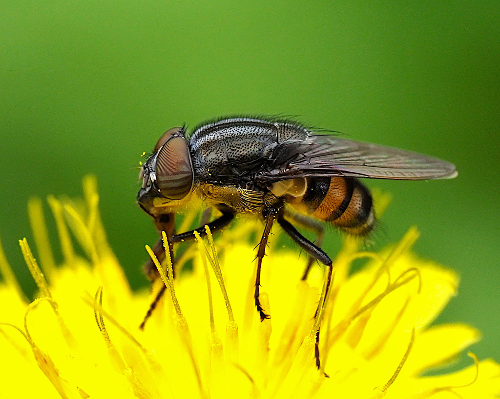 Stomorhina