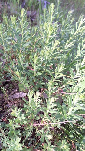 Gonocarpus elatus (Gonocarpus elatus)