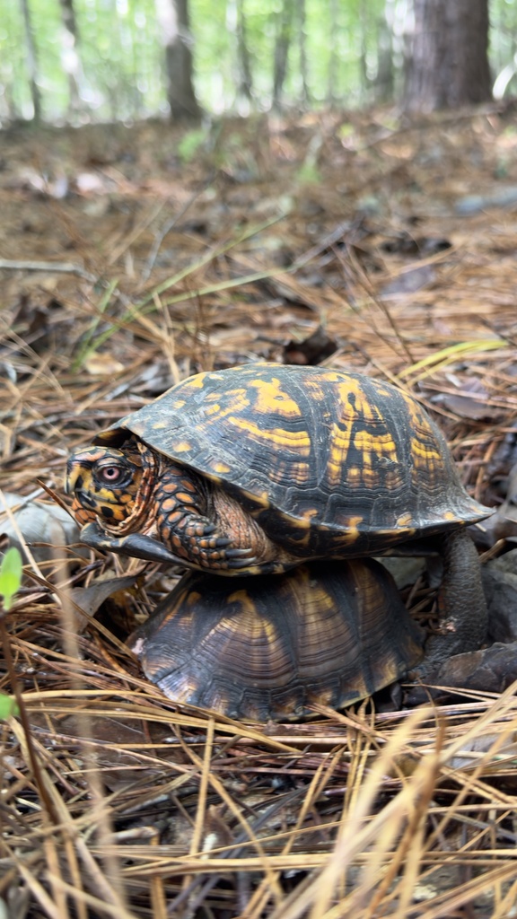 Eastern Box Turtle in October 2024 by Juan D. Garcia · iNaturalist
