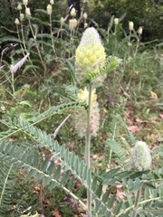 Astragalus alopecurus